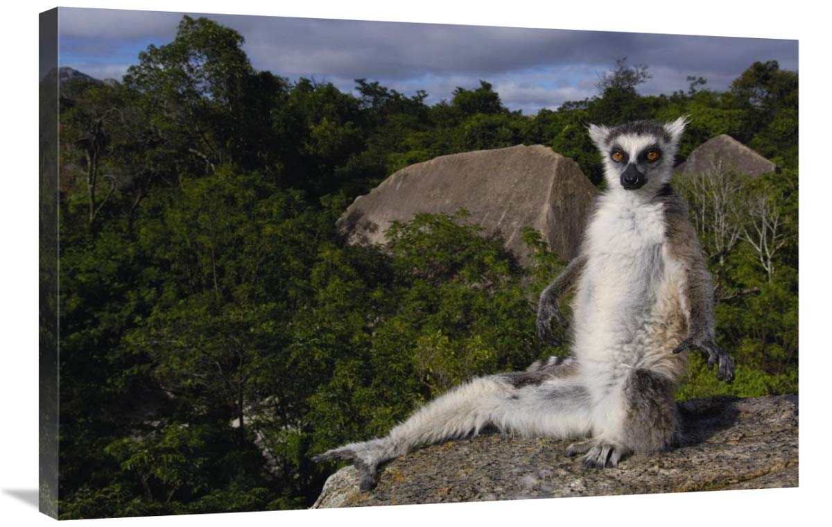 Ring-tailed Lemur,  near Andringitra Mountains Madagascar-Canvas Art-36x24”