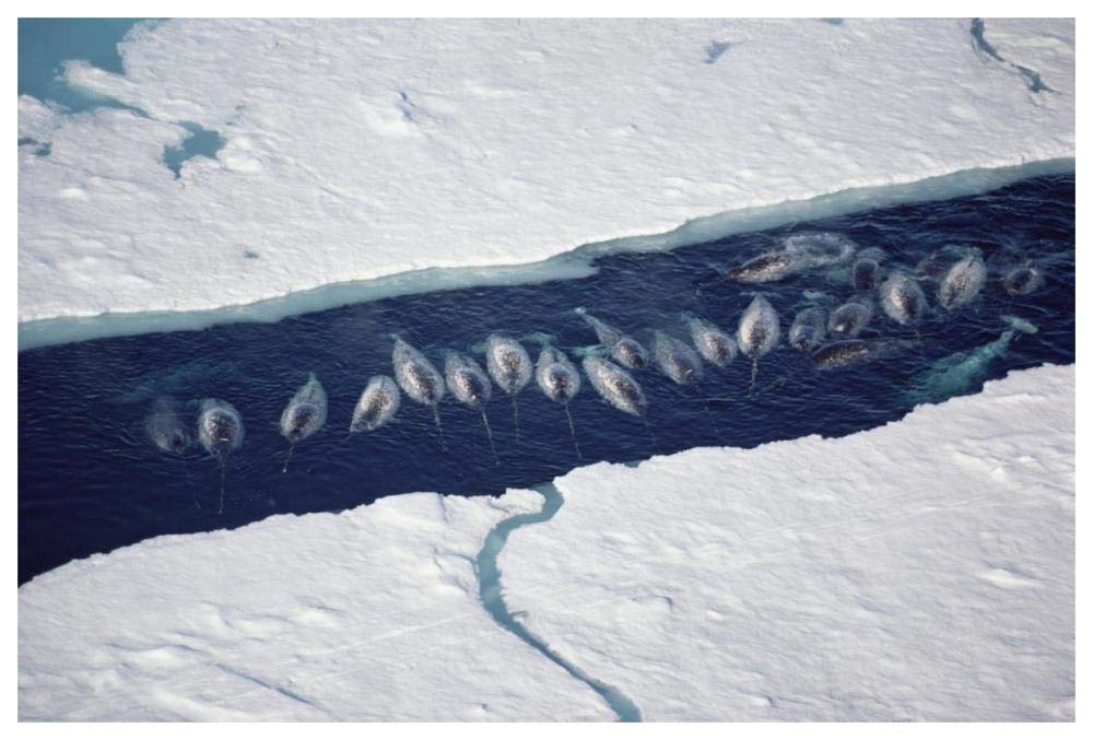 Narwhal group in ice break-Paper Art-62x42”
