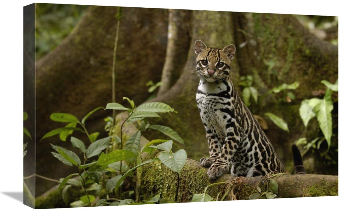 Ocelot standing on buttress root, Amazon rainforest, Ecuador-Canvas Art-24x16”