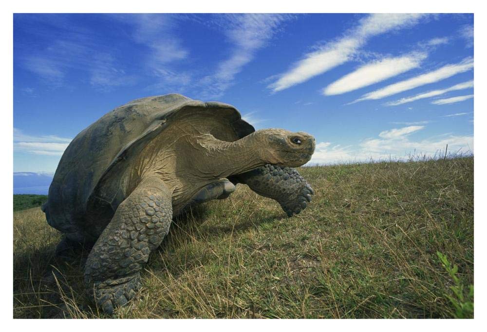 Galapagos Tortoise on caldera rim, Alcedo Volcano, Isabella Island, Galapagos Islands, Ecuador-Paper Art-38x26”