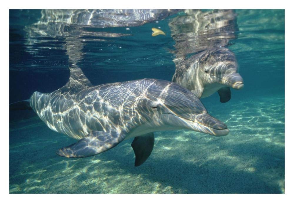 Bottlenose Dolphin underwater pair, Hawaii-Paper Art-32x22”