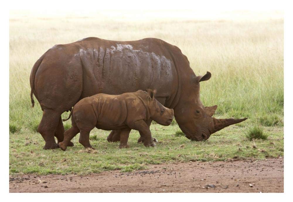 White Rhinoceros mother and calf, Rhino and Lion Nature Reserve, South Africa-Paper Art-32x22”