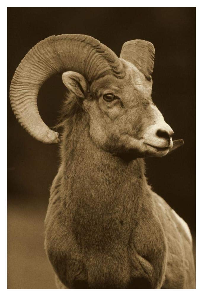 Bighorn Sheep male portrait, Banff National Park, Alberta, Canada - Sepia-Paper Art-32x42”