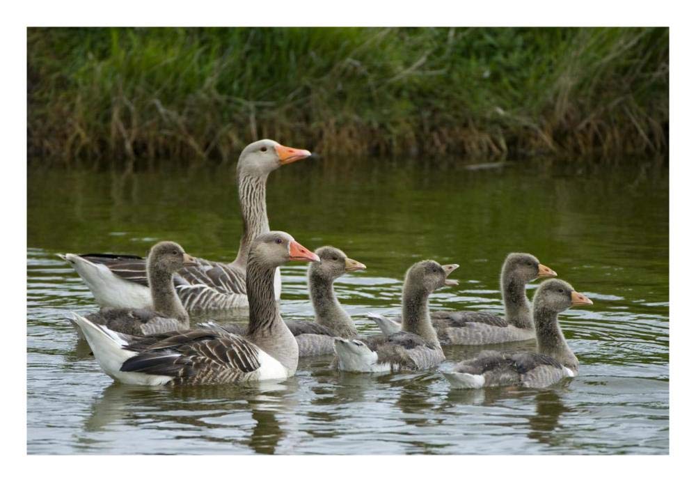 Greylag Goose couple swimming with juveniles, Texel, Netherlands-Paper Art-26x18”