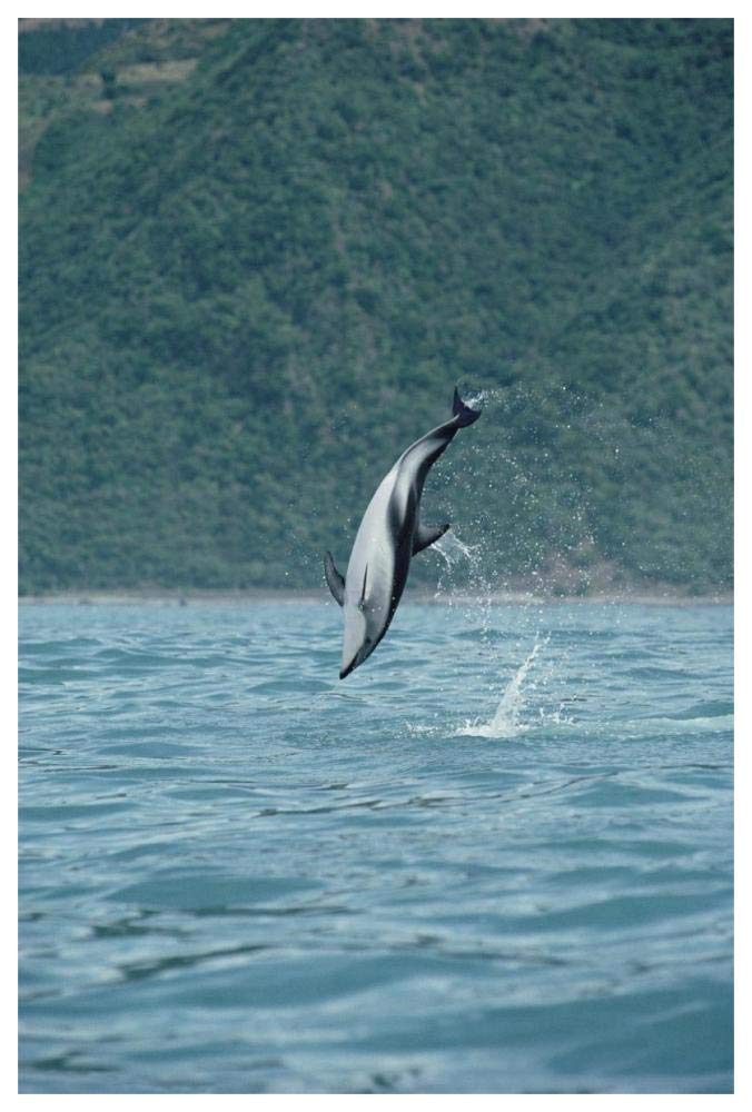Dusky Dolphin jumping, Kaikoura, New Zealand-Paper Art-42x62”