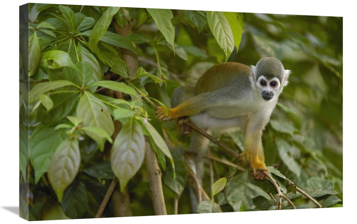 South American Squirrel Monkey in trees, Amazon Rainforest, Ecuador-Canvas Art-30x20”
