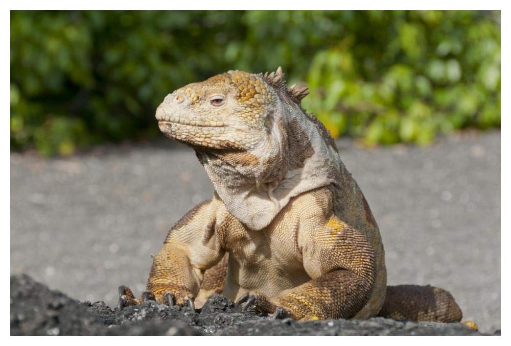 Galapagos Land Iguana basking, Galapagos Islands, Ecuador-Paper Art-50x34”