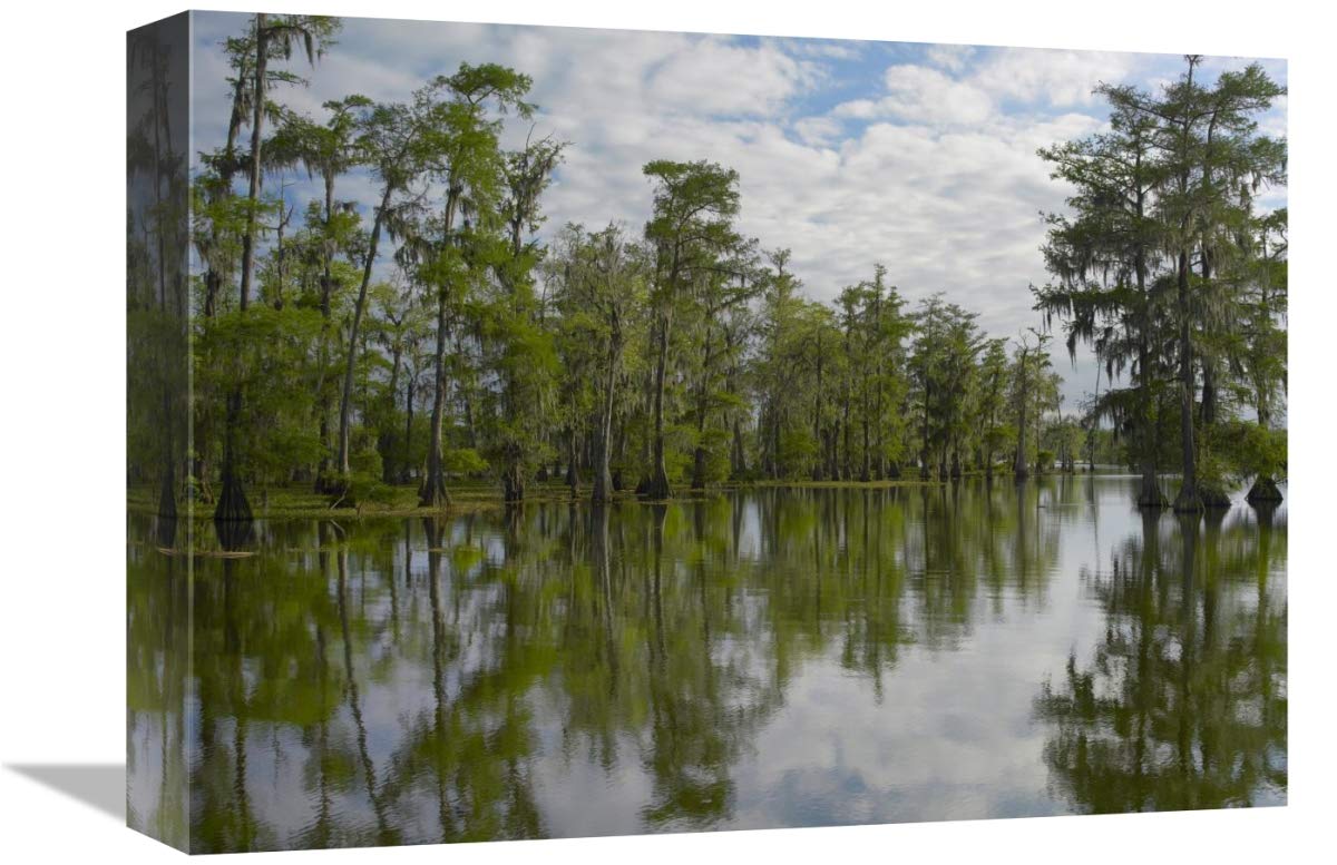 Bald Cypress swamp, Cypress Island, Lake Martin, Louisiana-Canvas Art-16x12”