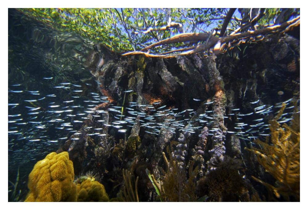 Red Mangrove aerial roots providing shelter for school of small fish, Carrie Bow Cay, Belize-Paper Art-20x14”