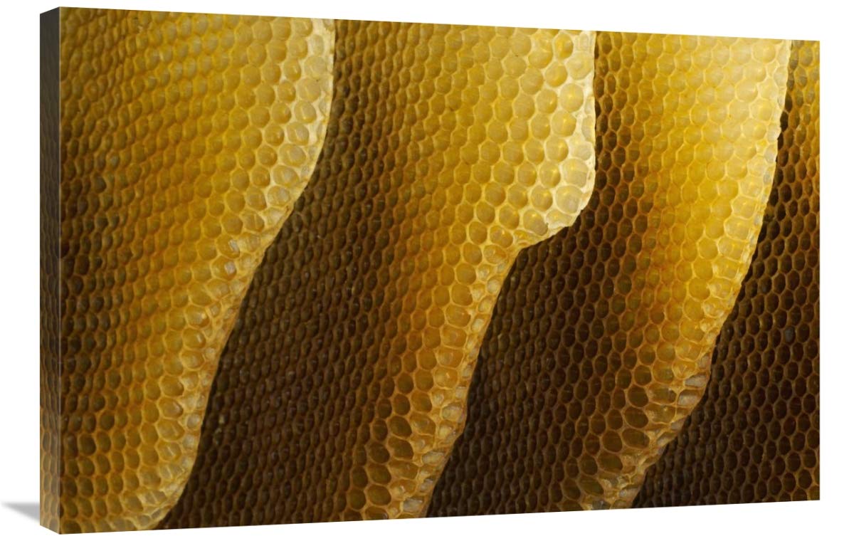 Honey Bee honeycombs, Germany-Canvas Art-36x24”