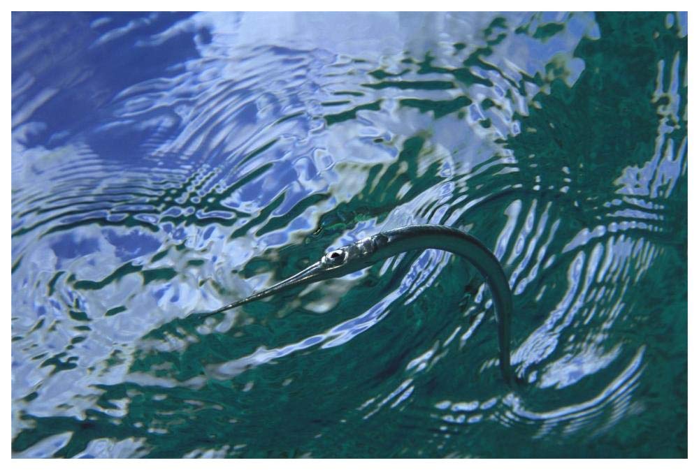 Needlefish on water surface, Bonaire, Netherland Antilles-Paper Art-62x42”