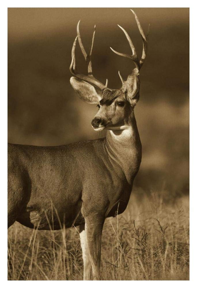 Mule Deer male in dry grass, North America - Sepia-Paper Art-14x20”