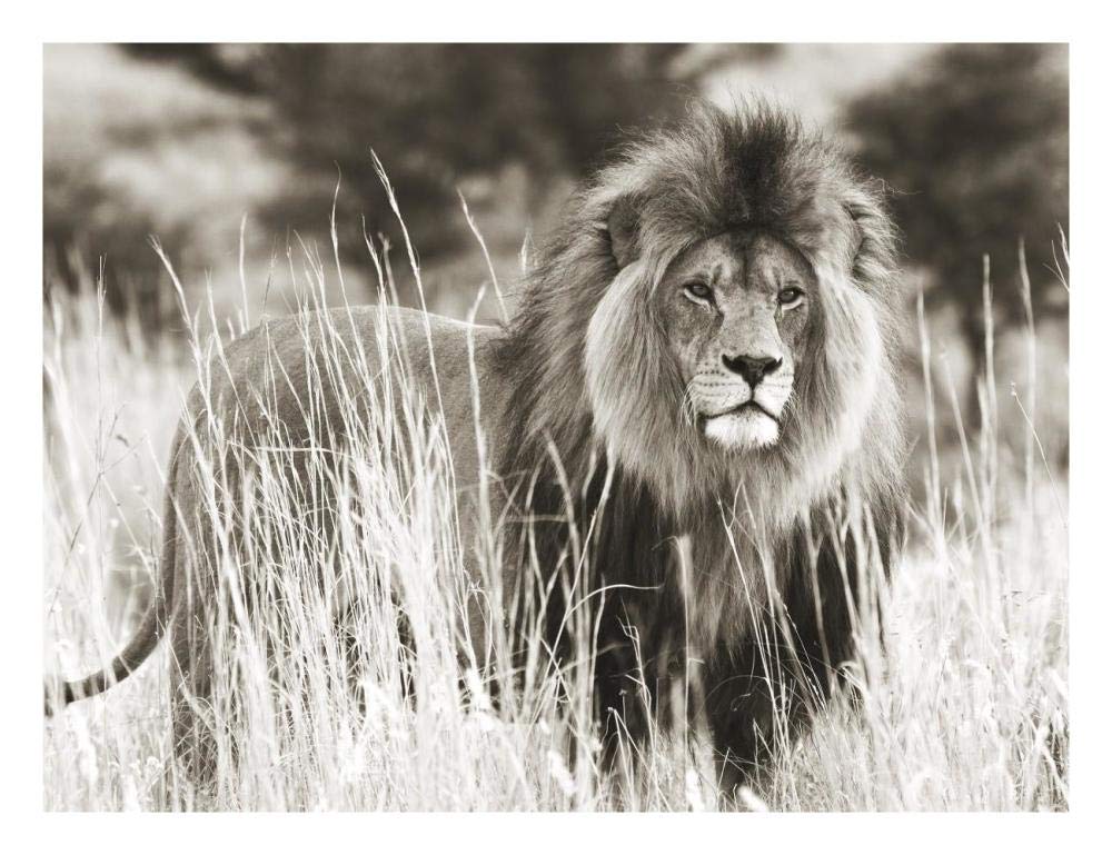 Male lion-Paper Art-26x20”