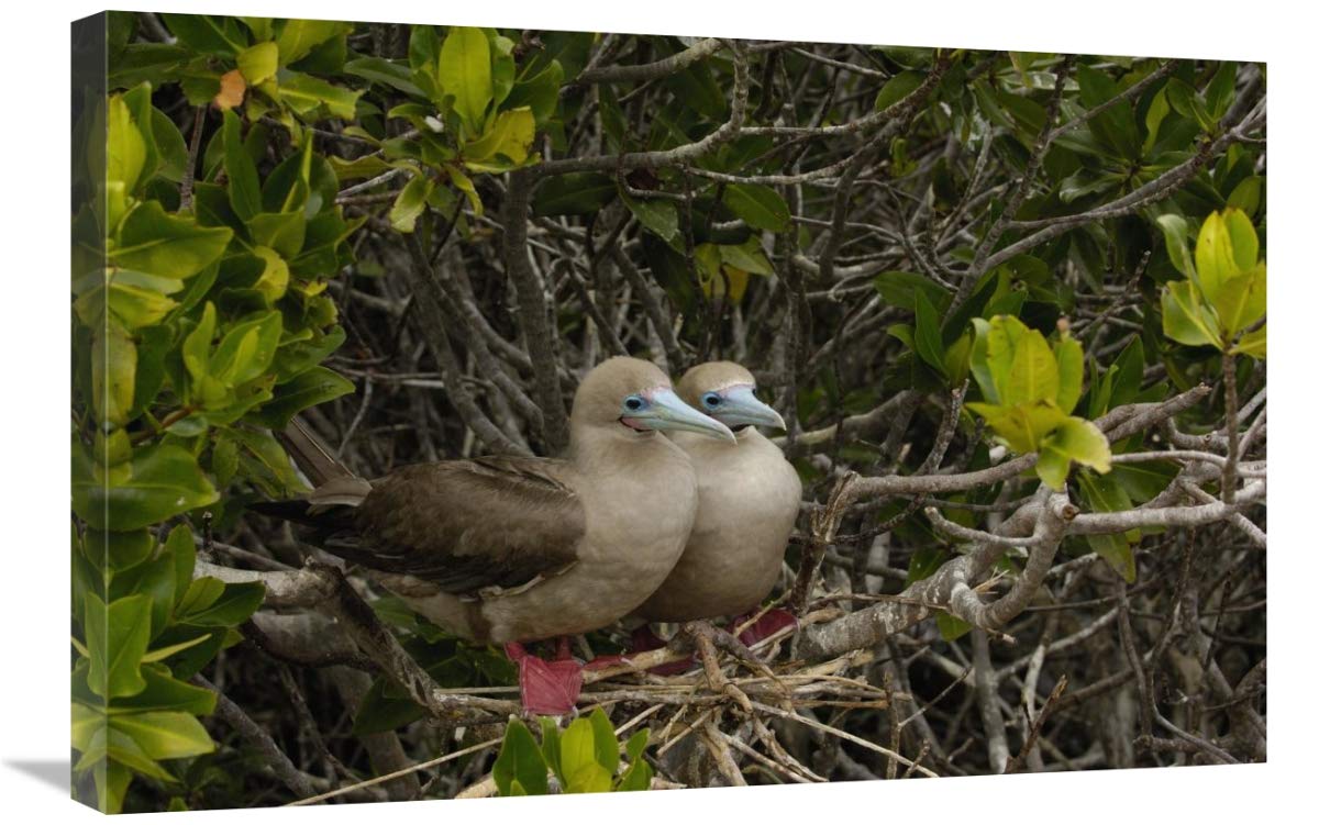 Red-footed Boobies on nest in mangroves, Galapagos Islands, Ecuador-Canvas Art-30x20”