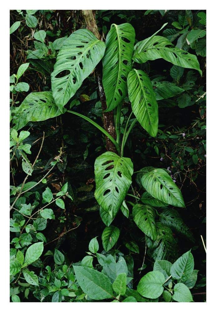 Monstera vine growing at base of tree in rainforest, Panama-Paper Art-22x32”