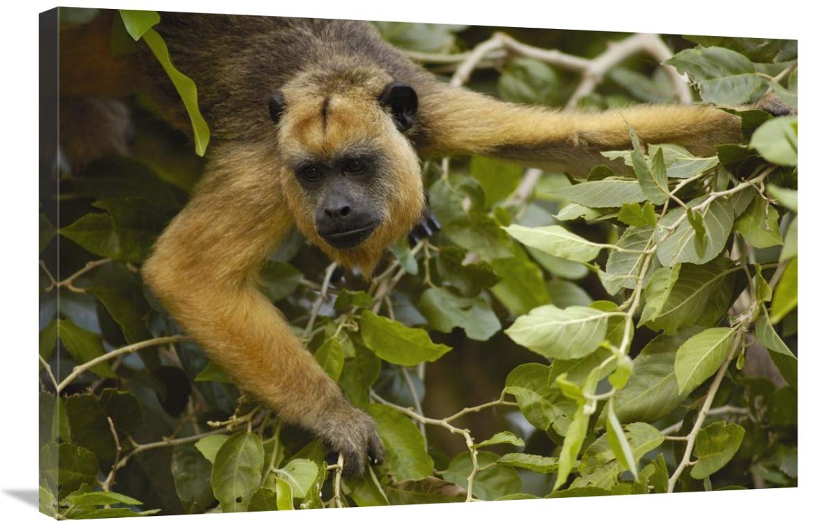 Black Howler Monkey female, Pantanal, Brazil-Canvas Art-36x24”