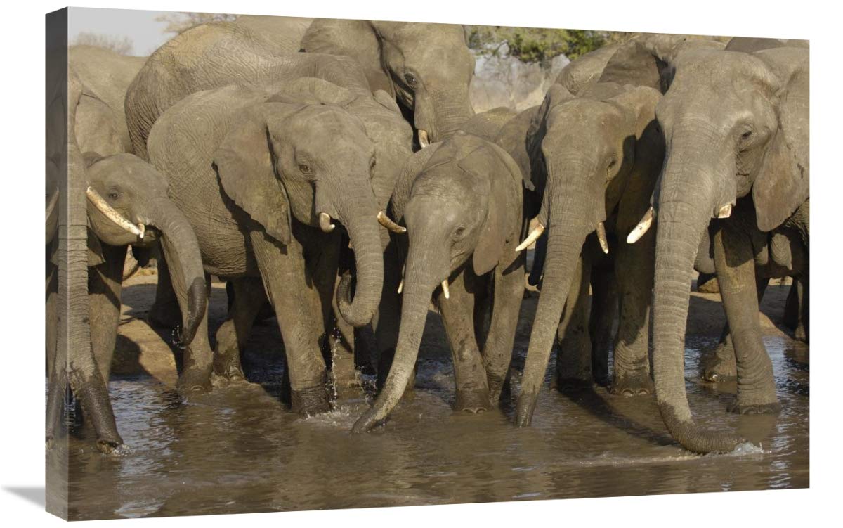 African Elephant herd at watering hole, Africa-Canvas Art-30x20”
