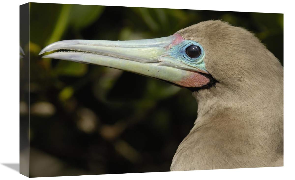 Red-footed Booby close up portrait, Genovesa Island, Galapagos Islands, Ecuador-Canvas Art-24x16”