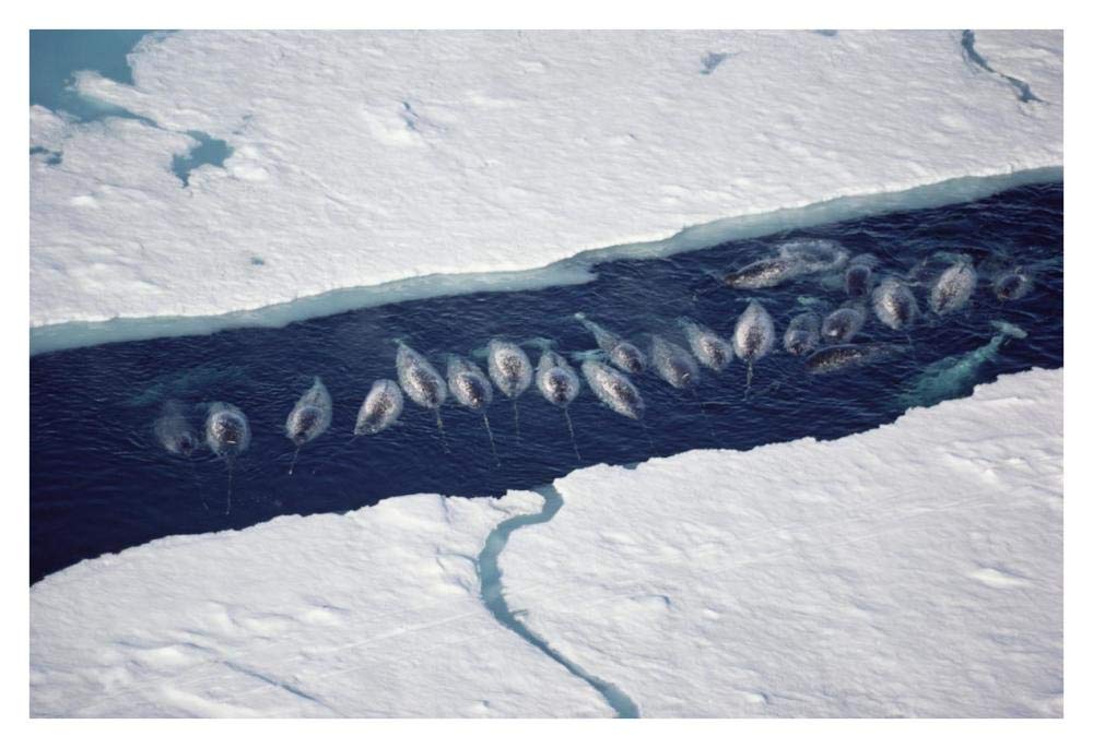 Narwhal group in ice break-Paper Art-38x26”