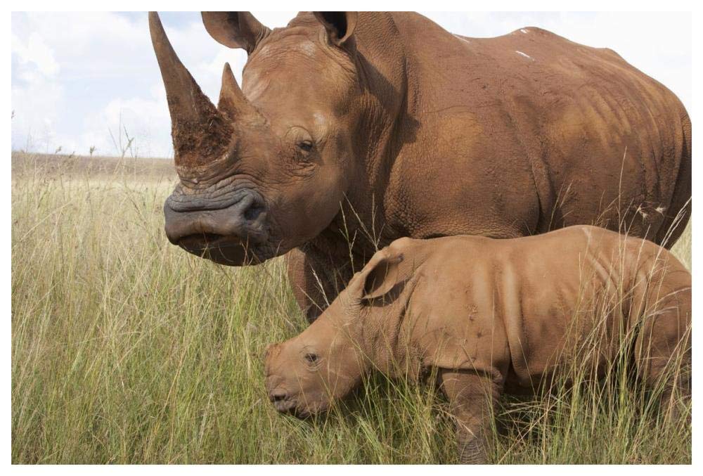 White Rhinoceros mother and calf, Rhino and Lion Nature Reserve, South Africa-Paper Art-62x42”