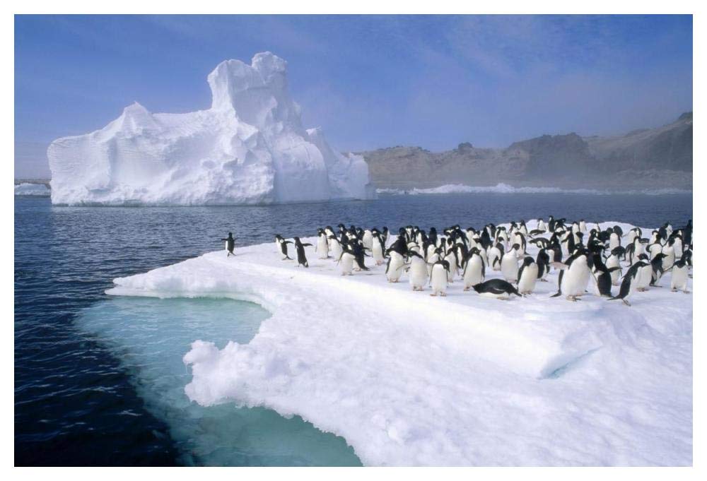Adelie Penguin group crowding on melting summer ice floe, Possession Island, Ross Sea, Antarctica-Paper Art-50x34”