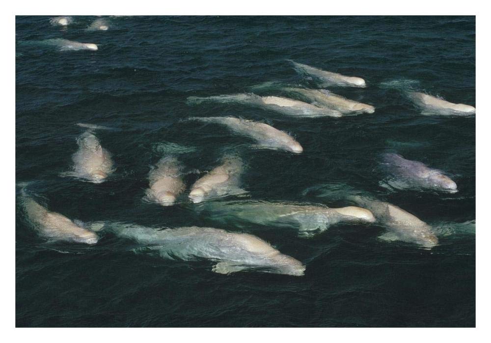 Beluga whale, group surfacing, Cunningham Inlet, NWT, Canada-Paper Art-32x22”