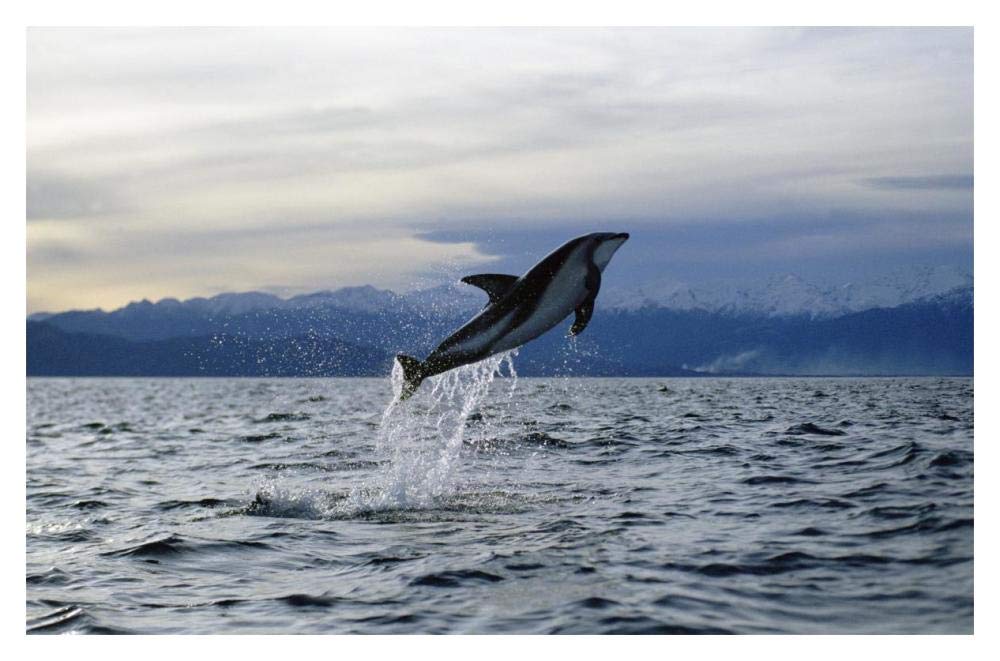 Dusky Dolphin leaping, New Zealand-Paper Art-20x14”