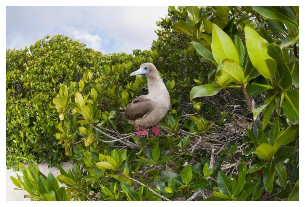 Red-footed Booby perching beside nest in mangroves, Galapagos Islands, Ecuador-Paper Art-50x34”