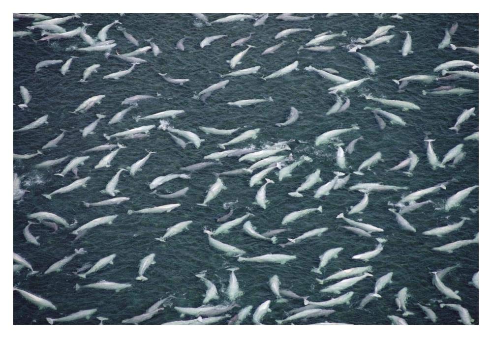 Beluga whale, hundreds swim and molt in freshwater shallows, NWT, Canada-Paper Art-38x26”