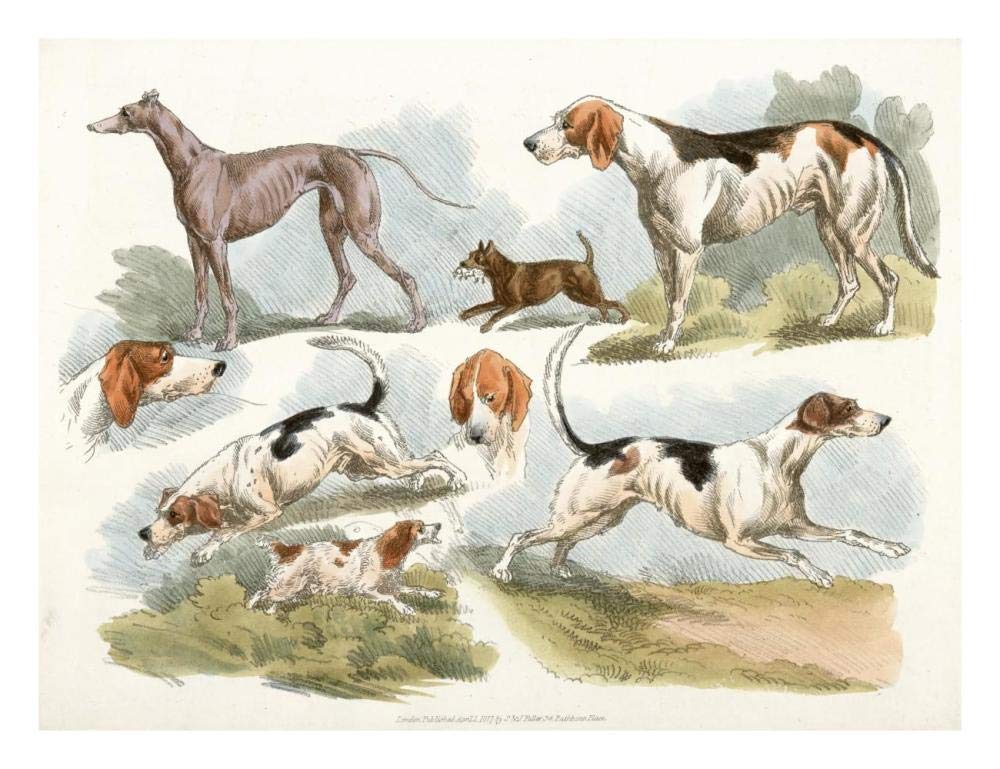 Hunting Dogs, 1817-Paper Art-26x20”