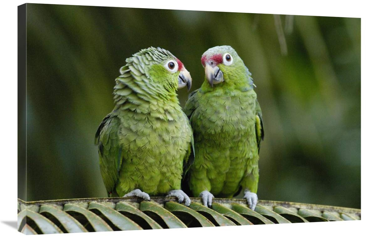 Red-lored Parrot pair sitting on branch, Ecuador-Canvas Art-36x24”