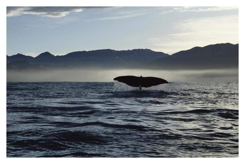 Sperm Whale tail, New Zealand-Paper Art-20x14”