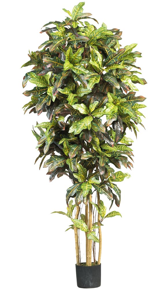 6 Croton Silk Tree