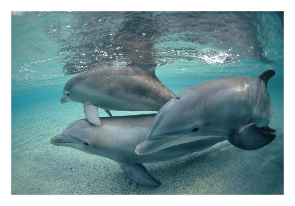 Bottlenose Dolphin underwater trio, Hawaii-Paper Art-26x18”