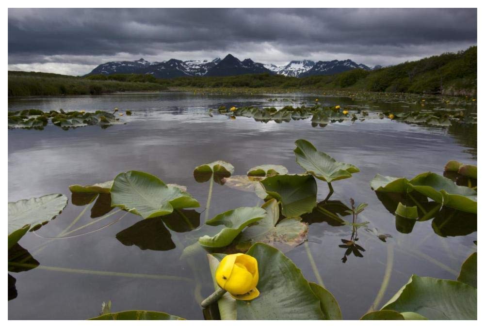 European Yellow Pondlily on pond with overcast sky, Katmai National Park, Alaska-Paper Art-62x42”