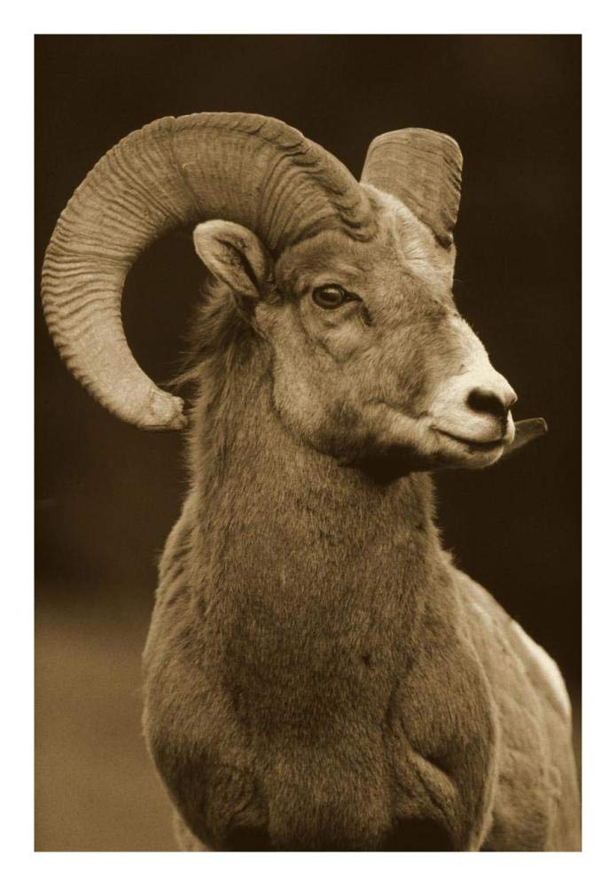 Bighorn Sheep male portrait, Banff National Park, Alberta, Canada - Sepia-Paper Art-20x26”