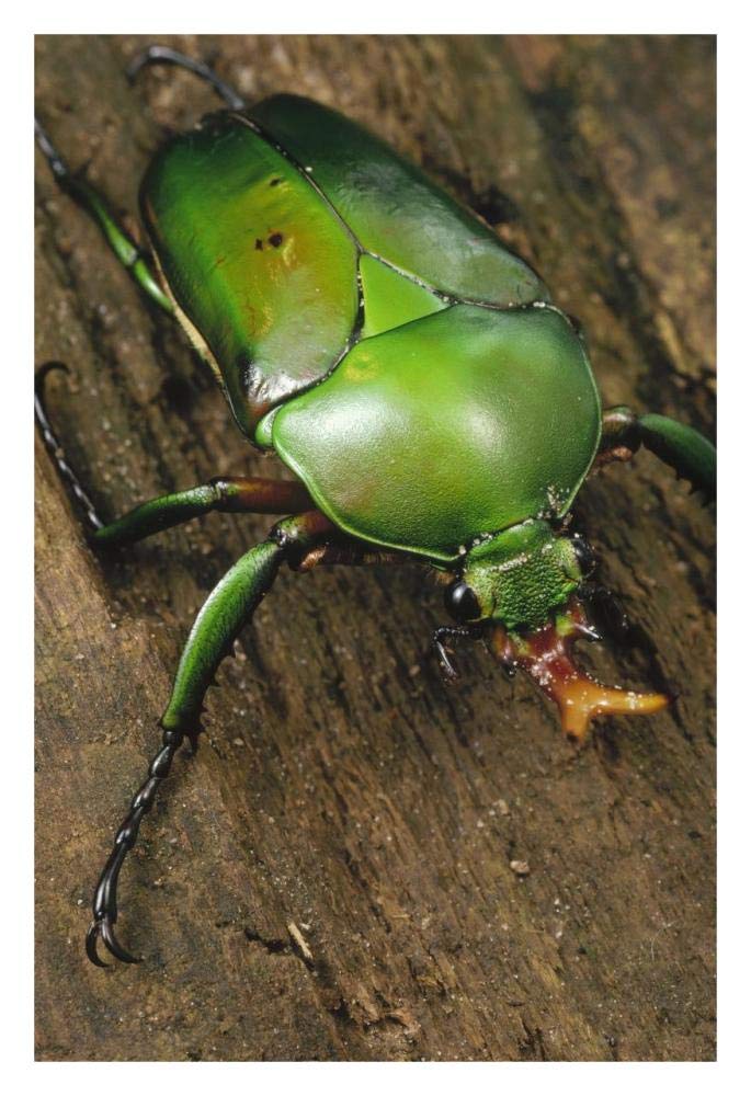June Beetle portrait, Reserve De Campo, Cameroon-Paper Art-22x32”
