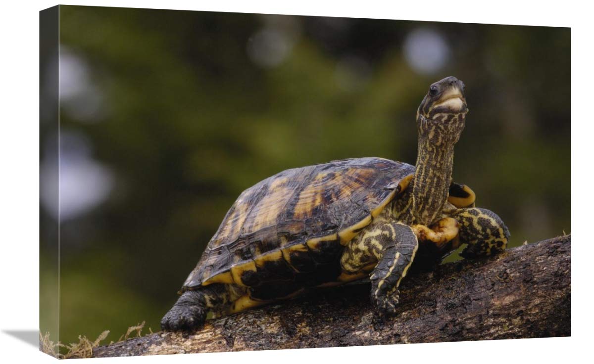 Brown Wood Turtle portrait, Ecuador-Canvas Art-24x16”