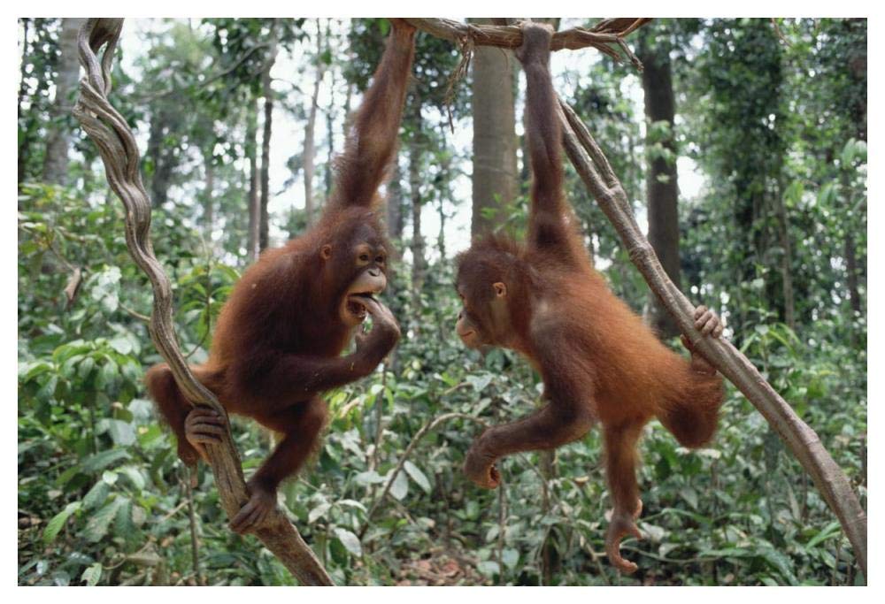 Orangutan pair playing in trees, Borneo-Paper Art-50x34”