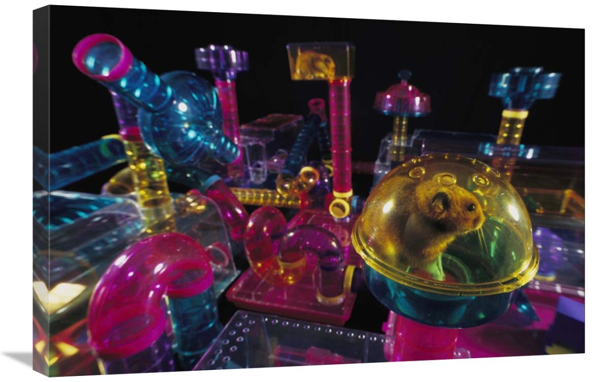Golden Hamster in its plastic house, overlooking hamster-city habitrail-Canvas Art-30x20”