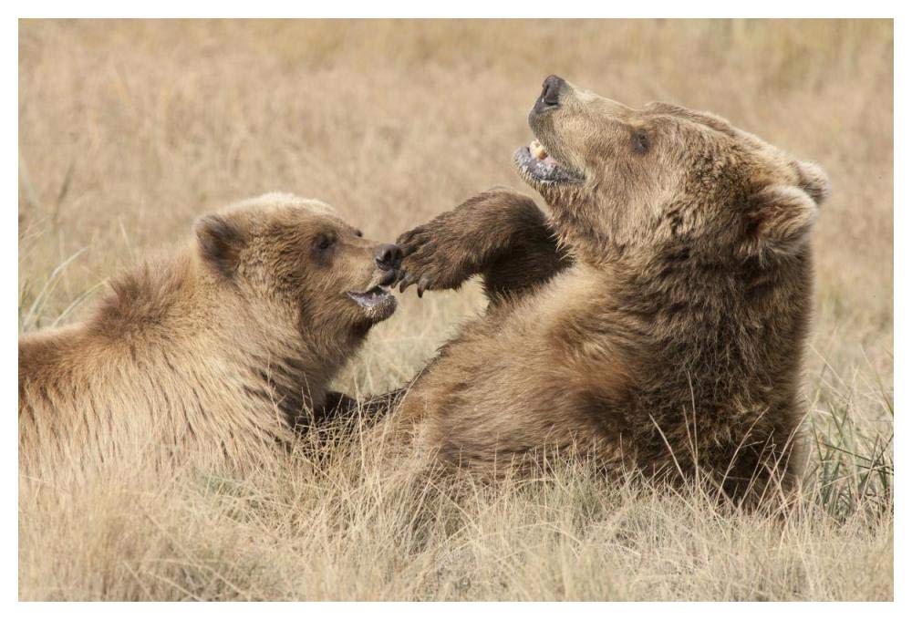 Grizzly Bear mother and cub playing, Katmai National Park, Alaska-Paper Art-50x34”