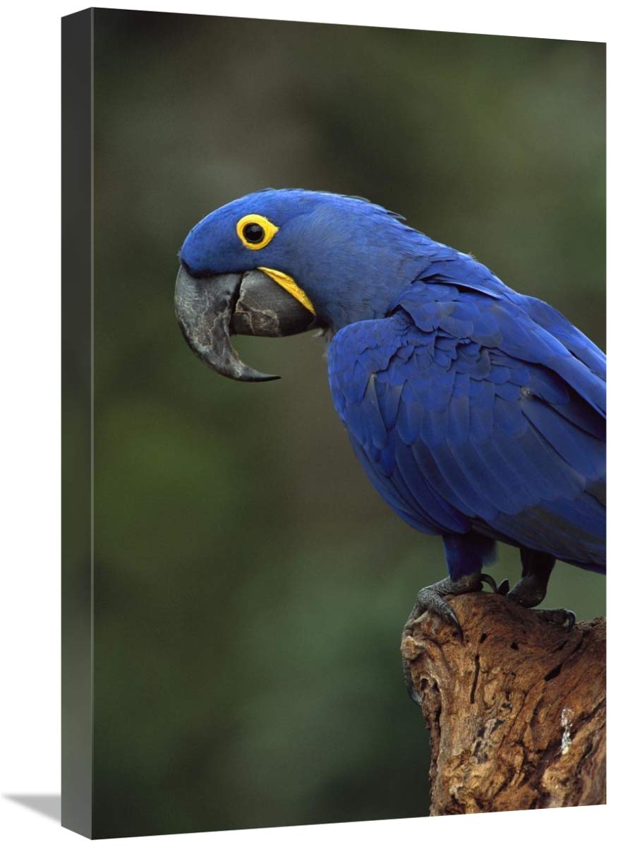 Hyacinth Macaw perched on branch, Cerrado habitat, Brazil-Canvas Art-16x24”