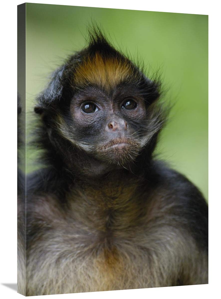 White-bellied Spider Monkey portrait,  Amazon Rainforest, Ecuador-Canvas Art-20x30”