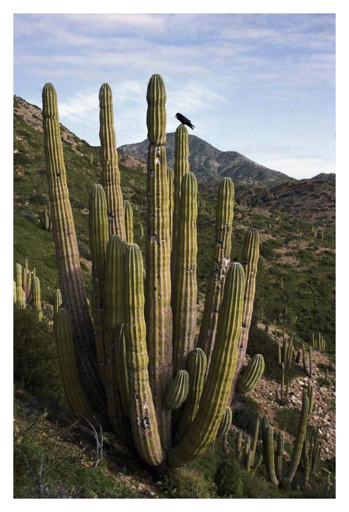 Common Raven perching in Cardon cactus, Santa Catalina Island, Sea of Cortez, Baja California, Mexico-Paper Art-14x20”
