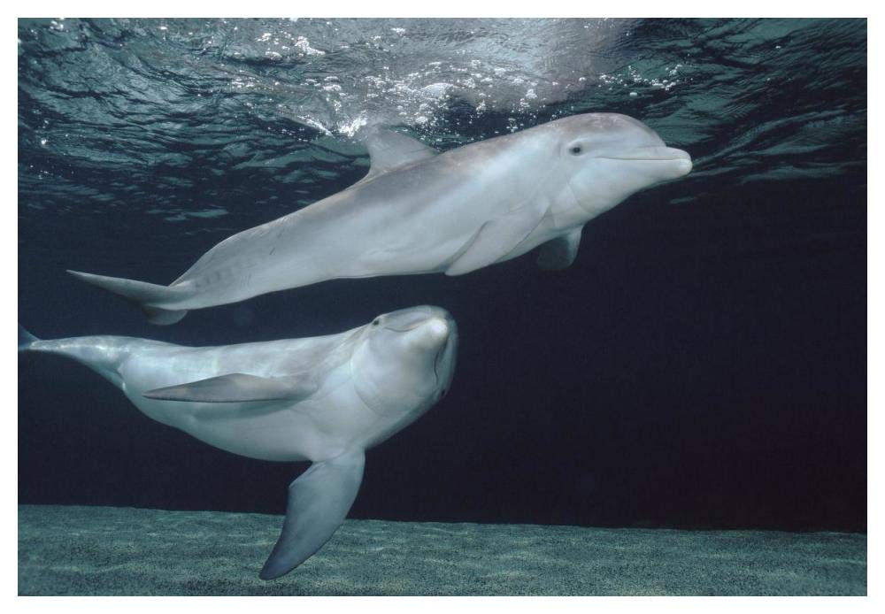 Bottlenose Dolphin underwater pair, Hawaii-Paper Art-50x34”