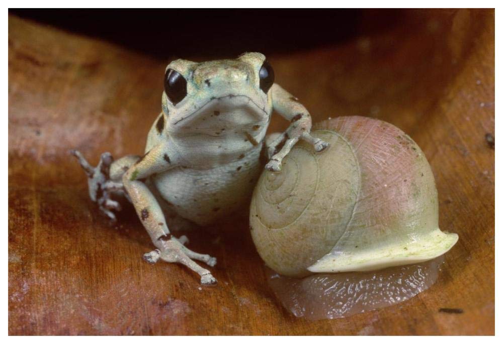 Strawberry Poison Dart Frog resting on snail, Panama-Paper Art-62x42”