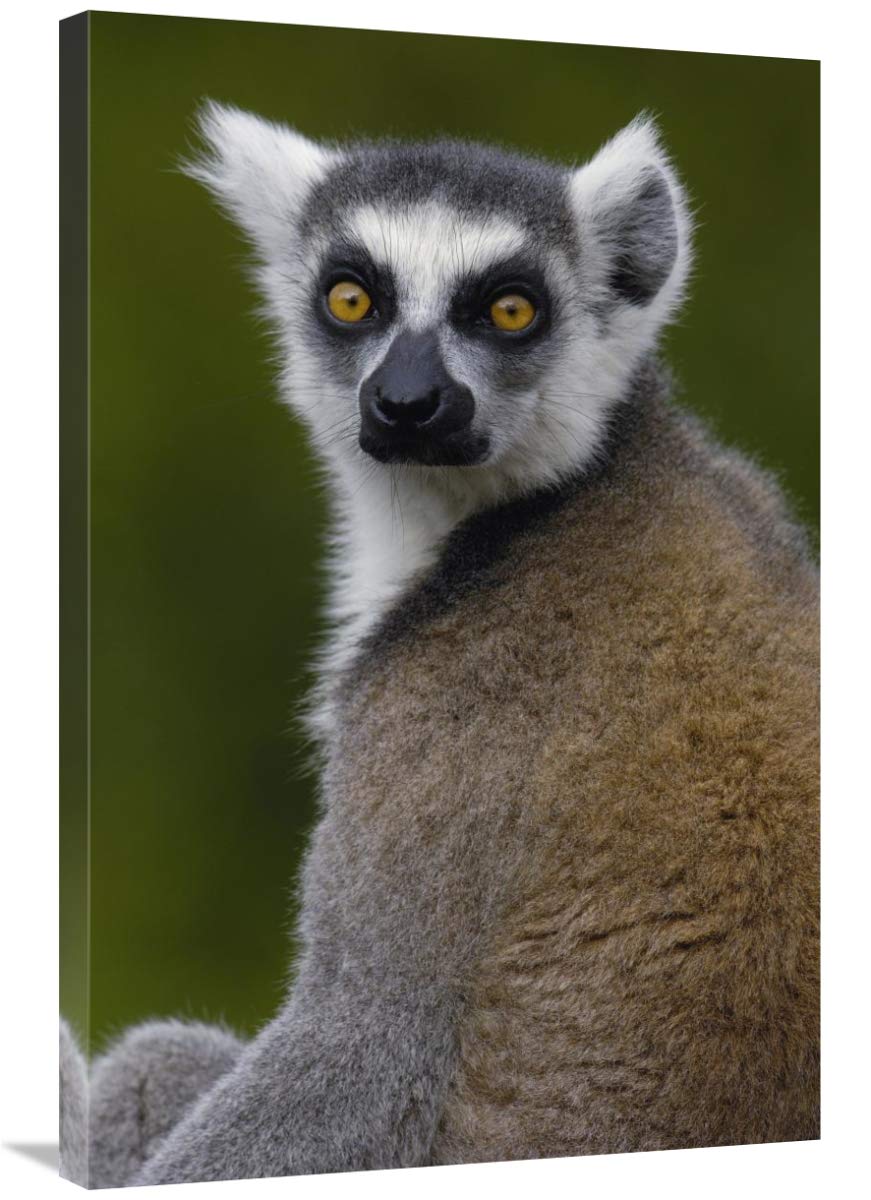 Ring-tailed Lemur portrait in the Andringitra Mountains, Madagascar-Canvas Art-24x36”