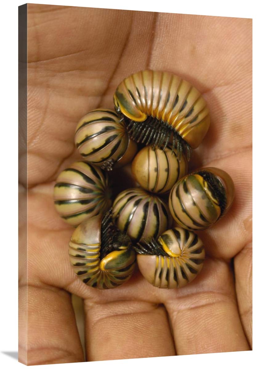 Pill Millipede group from Zombitse Reserve, Madagascar-Canvas Art-24x36”