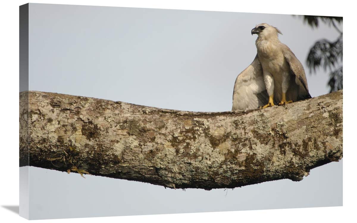 Harpy Eagle chick in a Kapok tree , Cuyabeno Reserve, Amazonia, Ecuador-Canvas Art-30x20”