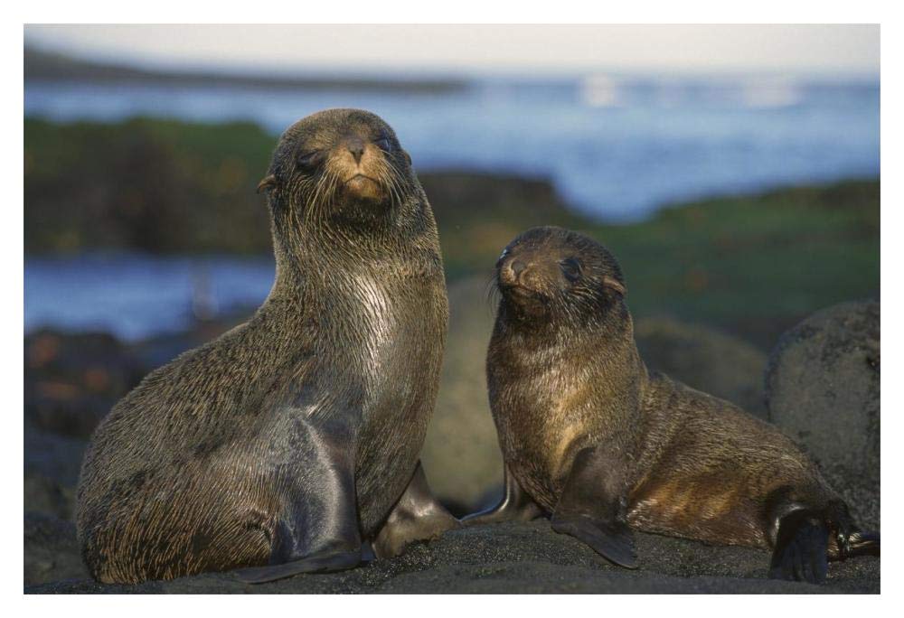Galapagos Islands Fur Seal cow and pup, Cape Douglas, Galapagos Islands-Paper Art-20x14”